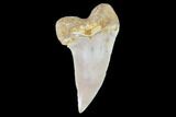 Fossil Shark (Carcharodon planus) Tooth - Sharktooth Hill, CA #94683-1